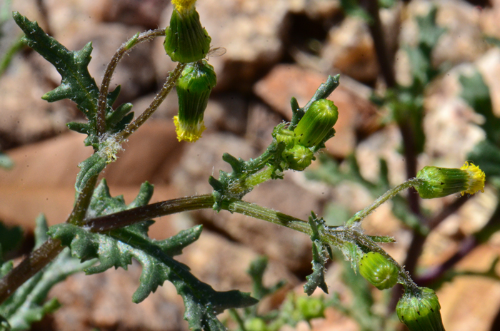 Common Groundsel is an introduced species from Eurasia, now naturalized throughout all of North America. Although mostly glabrous, young plants are covered with uneven dense soft white hairs (tomentose) as noted in the photograph. Senecio vulgaris 